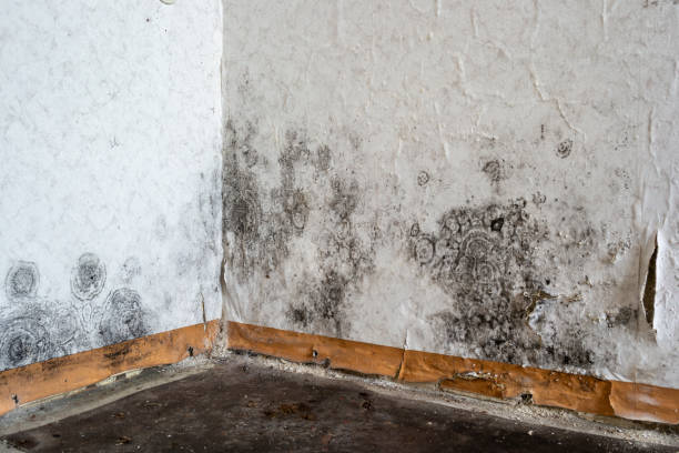 Best Local Mold Removal Service  in Enosburg Falls, VT